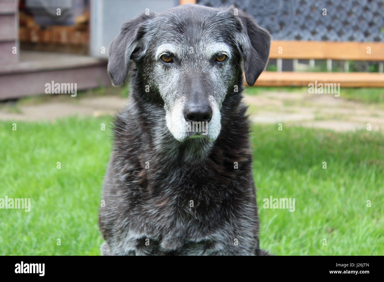 Gruñón perro Senior en el patio Foto de stock