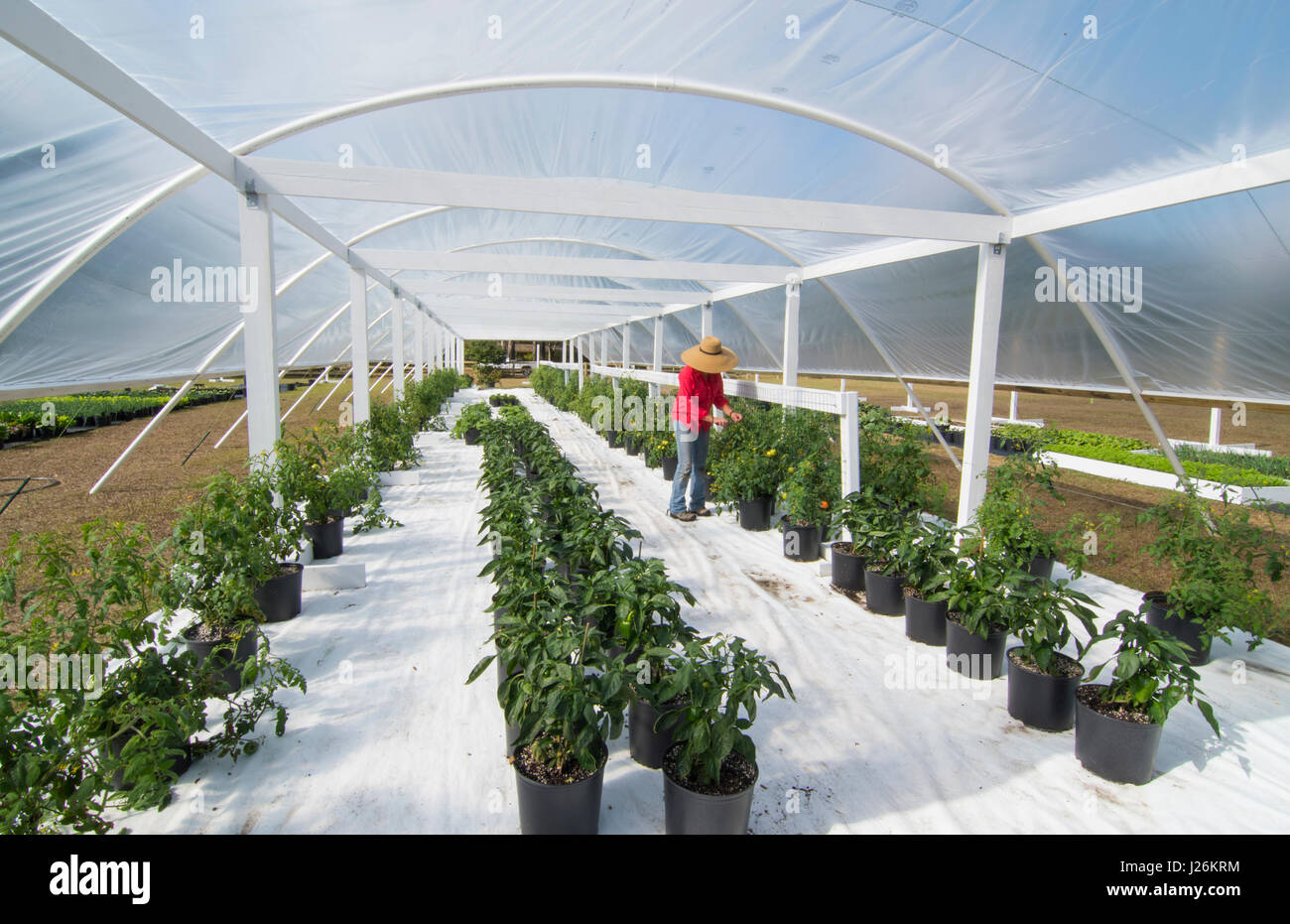 Orgánica de la Florida Central casa jardín con plantas y vegetales con la mujer en la agricultura de patio para comer una dieta sana y cooperativa agraria Foto de stock
