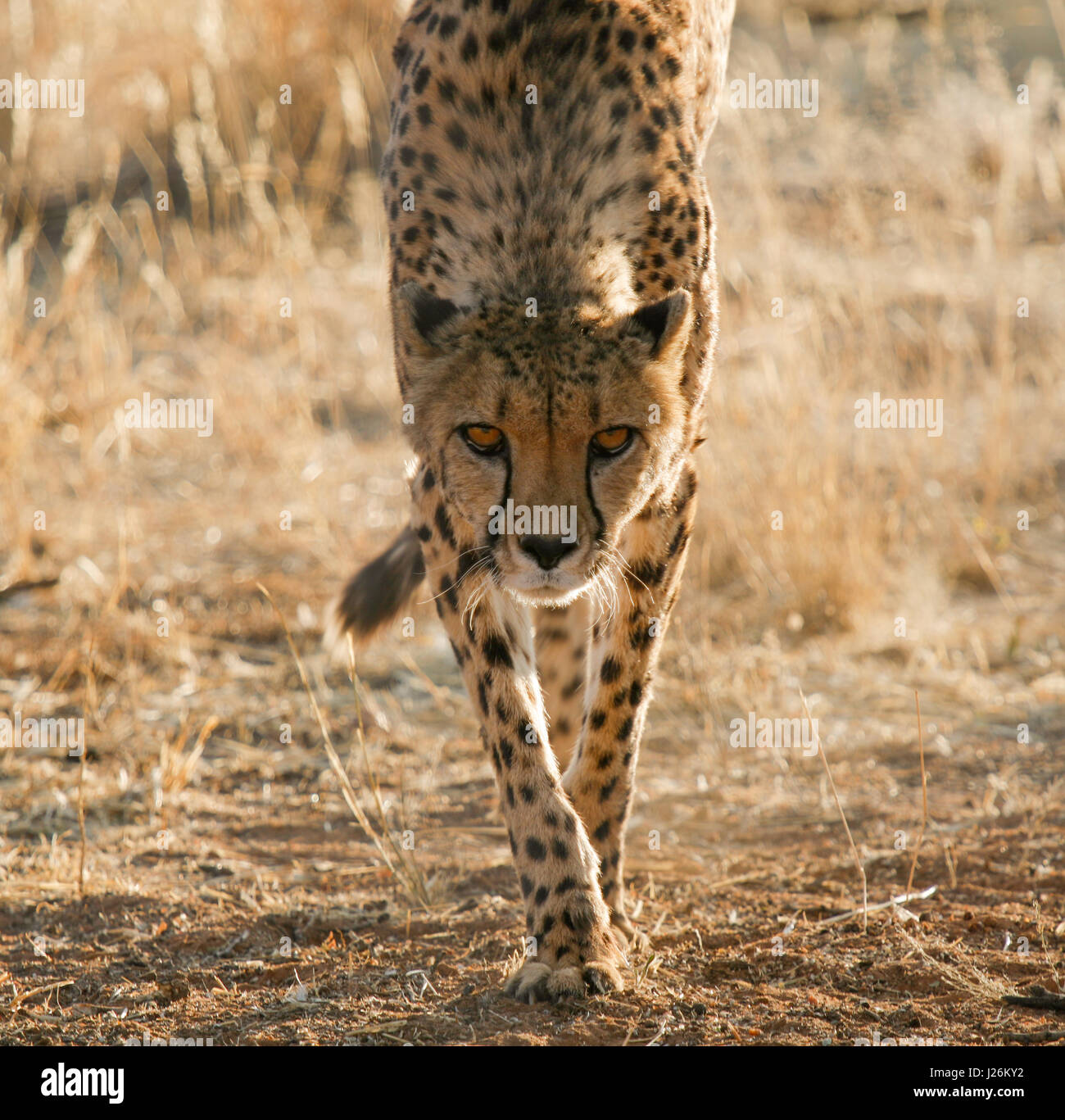 Un pretexto de guepardo macho caminando directamente hacia la cámara con una intensa mirada en sus ojos Foto de stock
