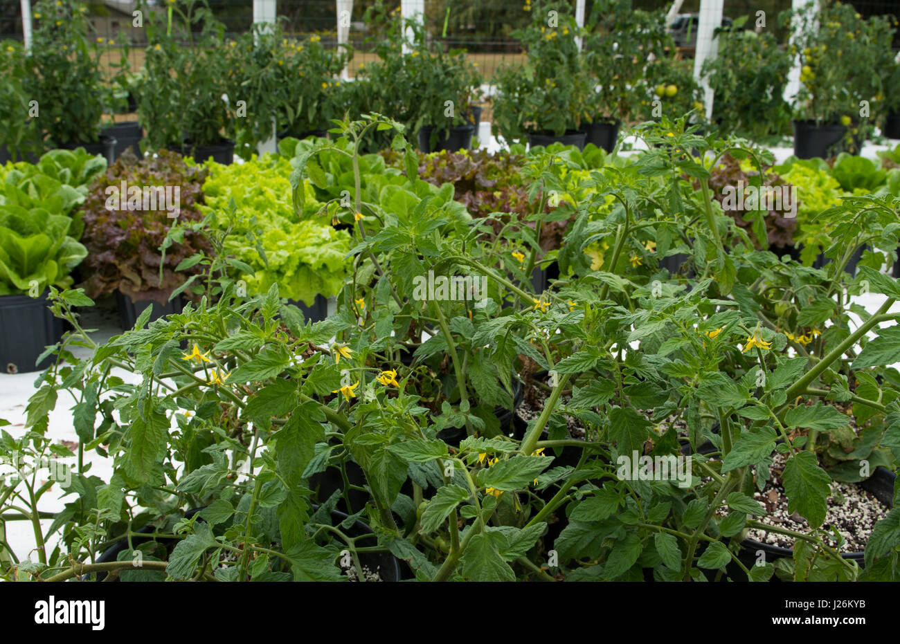 Orgánica de la Florida Central casa jardín con plantas y hortalizas en el patio para comer una dieta sana y cooperativa agraria Foto de stock