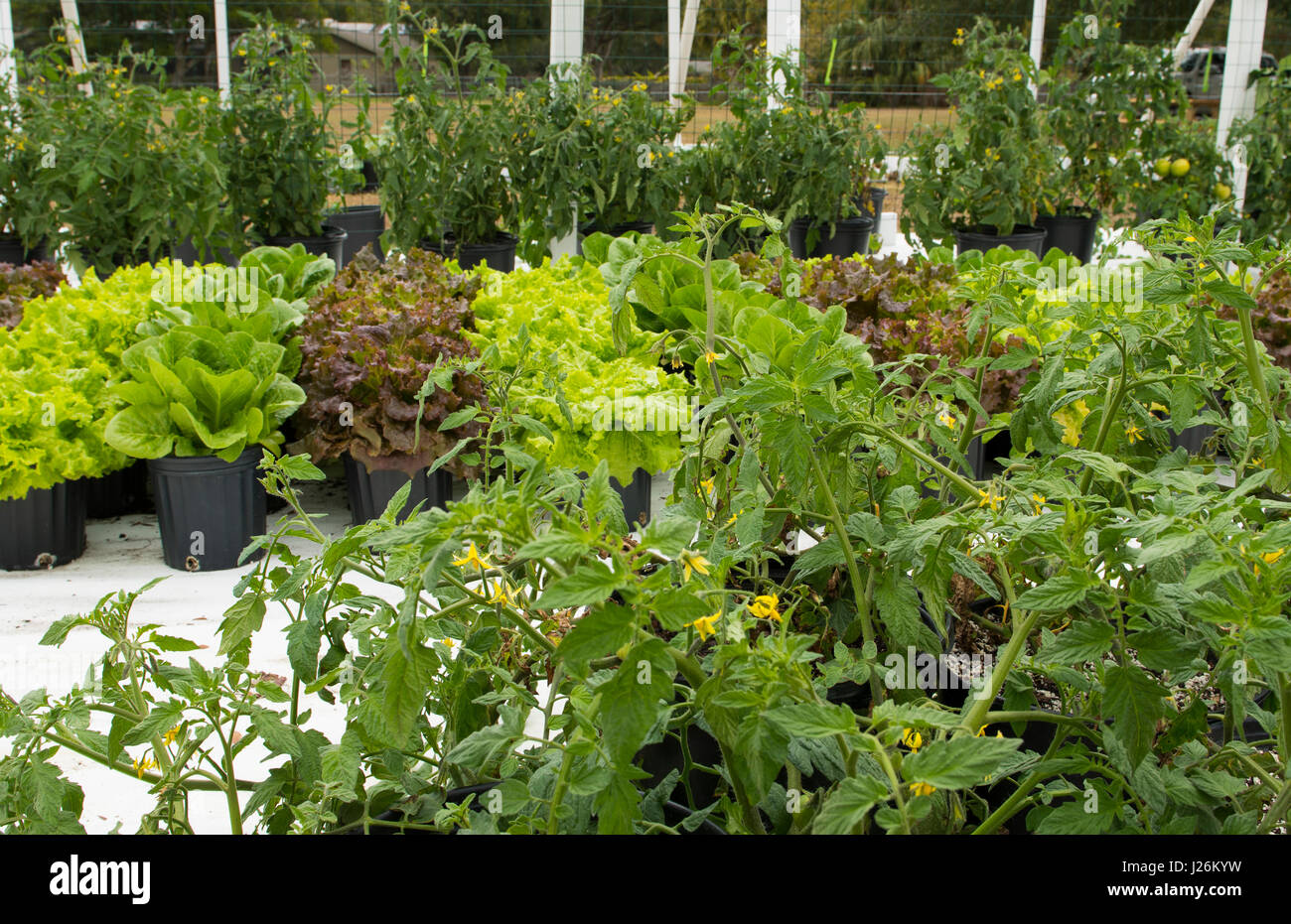 Orgánica de la Florida Central casa jardín con plantas y hortalizas en el patio para comer una dieta sana y cooperativa agraria Foto de stock