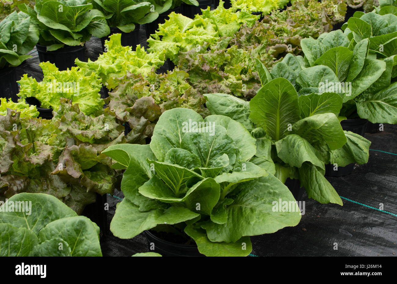 Orgánica de la Florida Central casa jardín con plantas de lechuga y verduras en el patio para comer una dieta sana y cooperativa agraria Foto de stock