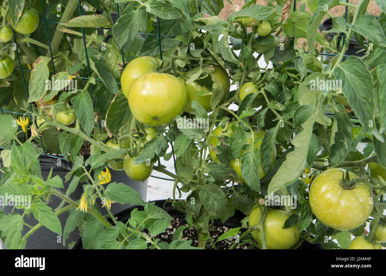 Orgánica de la Florida Central casa jardín con plantas de tomate y verduras en el patio para comer una dieta sana y cooperativa agraria Foto de stock