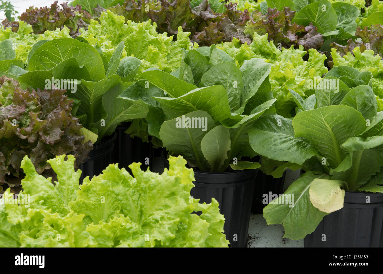 Orgánica de la Florida Central casa jardín con plantas de lechuga y verduras en el patio para comer una dieta sana y cooperativa agraria Foto de stock
