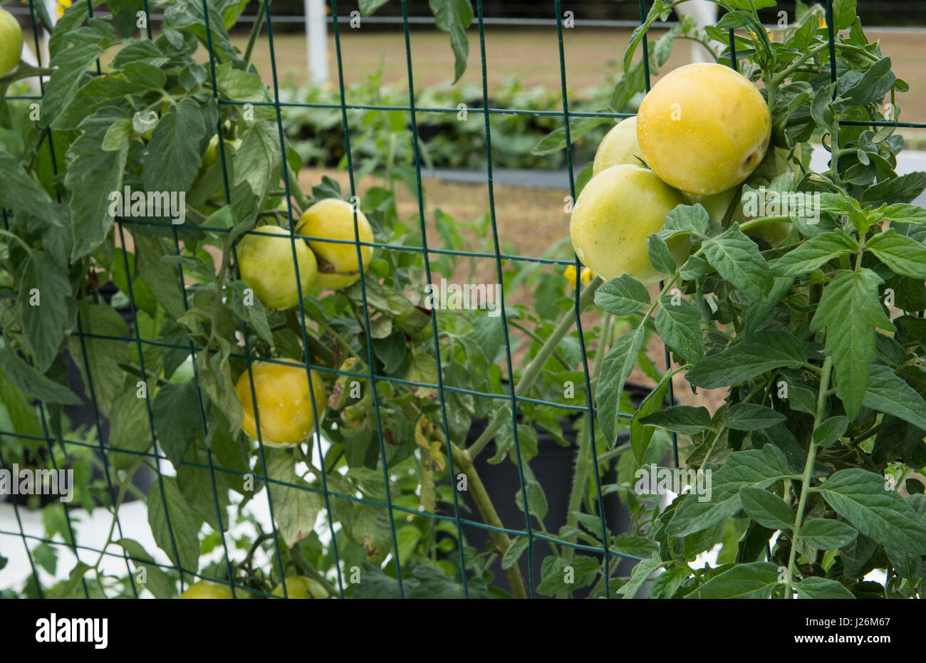 Orgánica de la Florida Central casa jardín con plantas de tomate y verduras en el patio para comer una dieta sana y cooperativa agraria Foto de stock