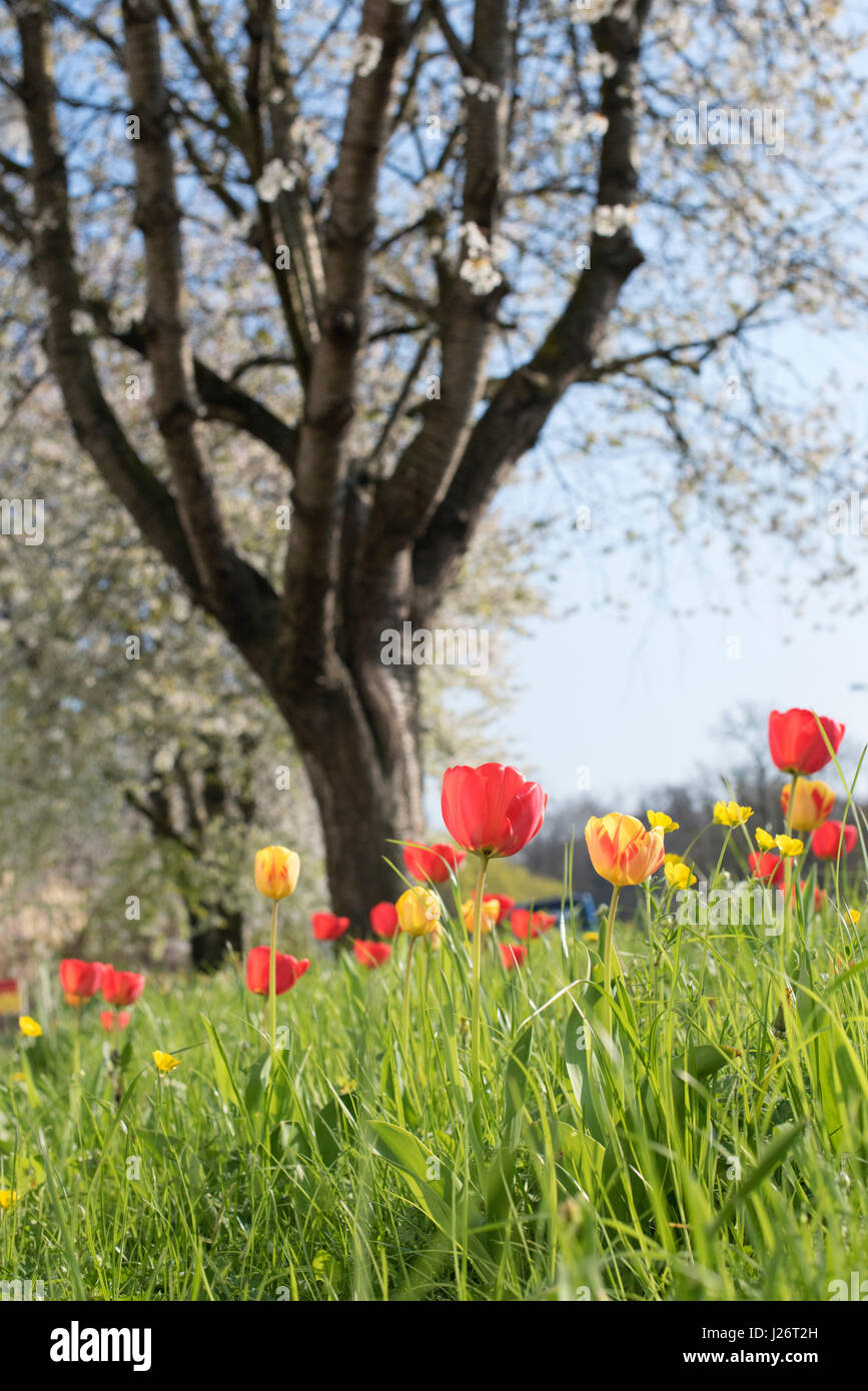 Naturalizado coloridos tulipanes de primavera en la hierba. UK Foto de stock