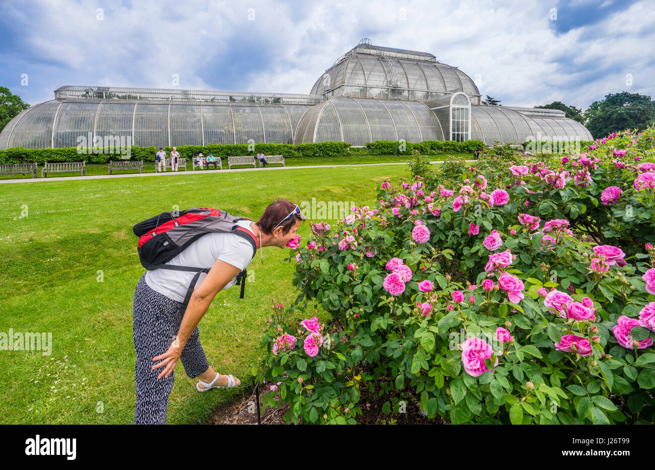 Reino Unido, Inglaterra, Kew Gardens en el London Borough of Richmond upon Thames, oler las rosas en el jardín de rosas con el telón de fondo de la palma Foto de stock