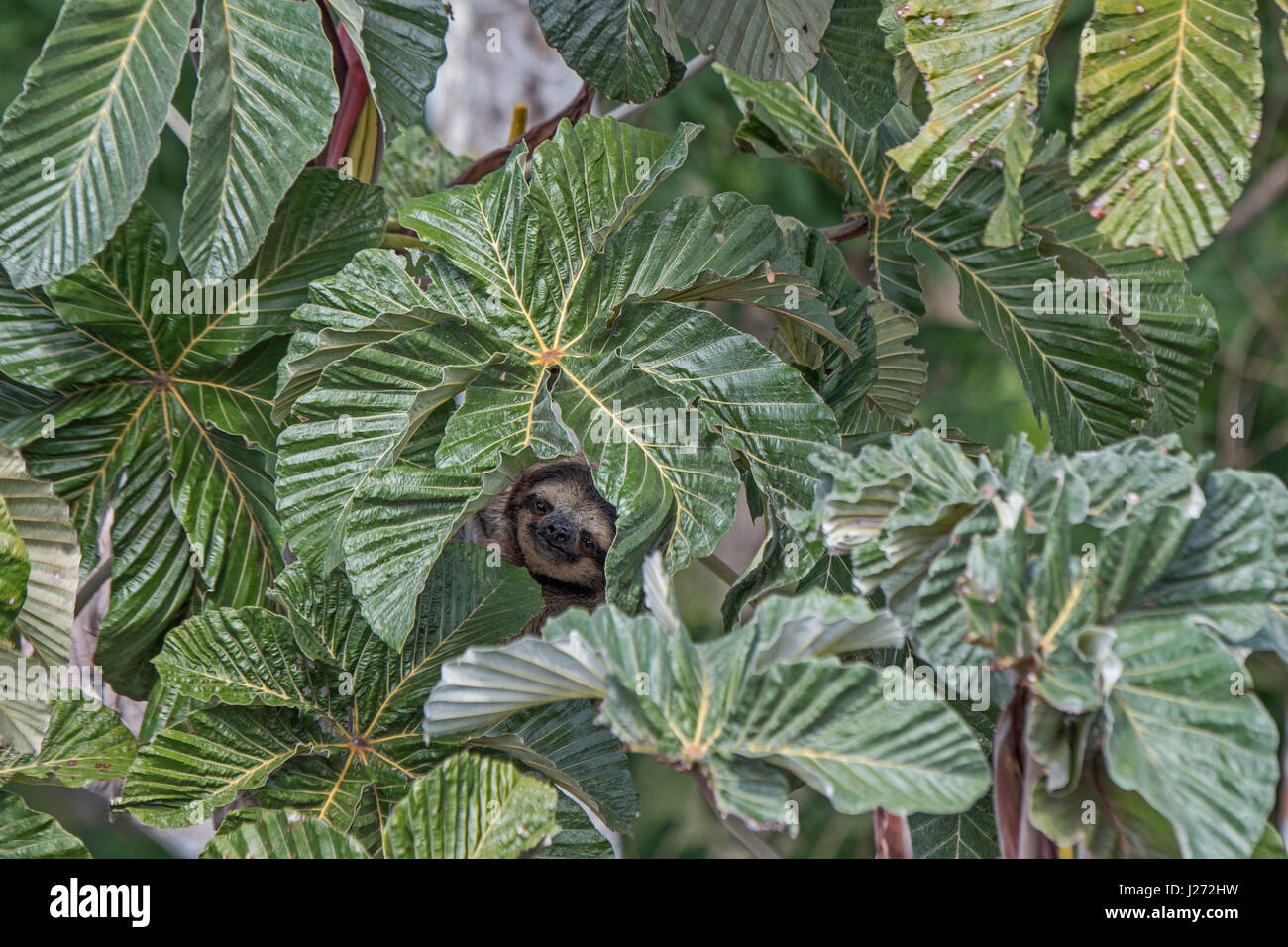Brown-throated perezoso (Bradypus variegatus) de Perezoso de tres dedos, varón de la familia Panamá Foto de stock