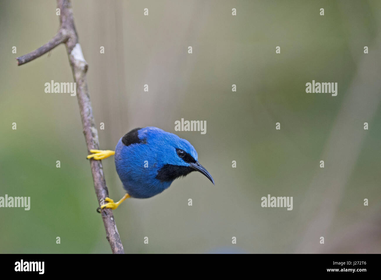 El mielero brillante Cyanerpes lucidus jardín macho en Panamá Foto de stock