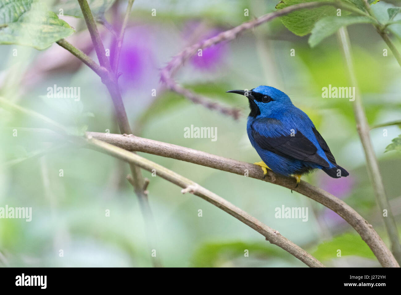 El mielero brillante Cyanerpes lucidus jardín macho en Panamá Foto de stock