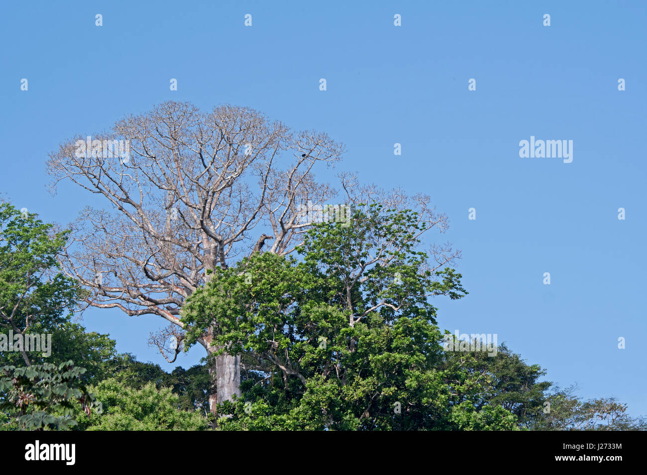 Selva tropical de tierras bajas y grandes árboles en el Cuipo Panamá Darién Foto de stock