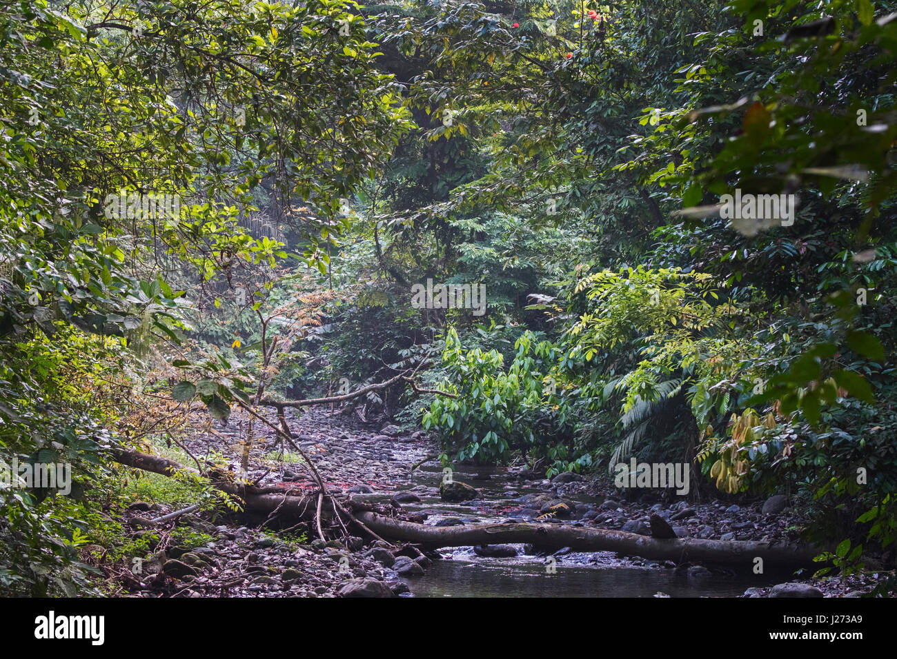 Arroyo que corre a través del bosque tropical lluvioso en el Parque Nacional de Darién Panamá Foto de stock