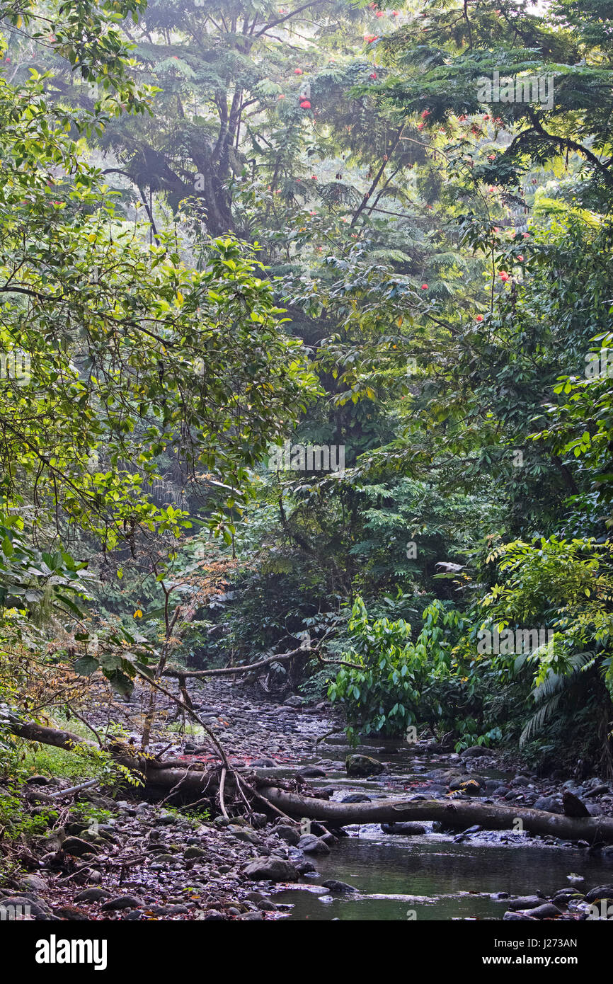 Arroyo que corre a través del bosque tropical lluvioso en el Parque Nacional de Darién Panamá Foto de stock