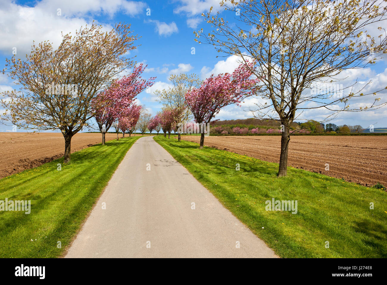Una avenida de árboles de cerezo en flor rosa y blanco hierba verges y una pista junto a la granja recién hechas, potato filas bajo un cielo nublado en springtim azul Foto de stock