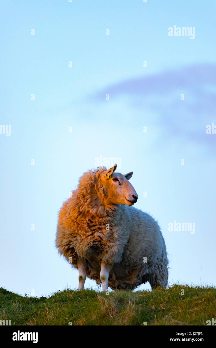 Una oveja oveja parado sobre una pequeña colina con vistas a la tierra antes que el sol se eleva sobre halkn montaña cerca de la aldea de rhes-y-cae, flintshire, Wales, Reino Unido Foto de stock