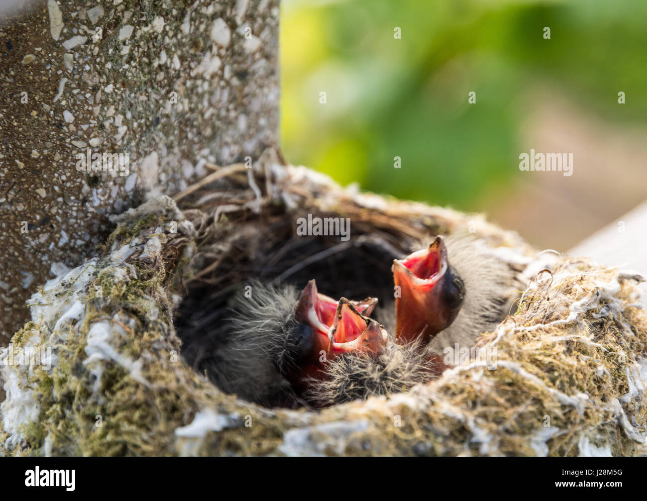 Tardus merula pájaros en el nido en un árbol. Mirlo común con nido de pájaros jóvenes Foto de stock