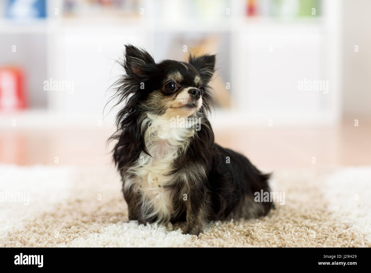 Hermoso perro chihuahua en interiores Foto de stock