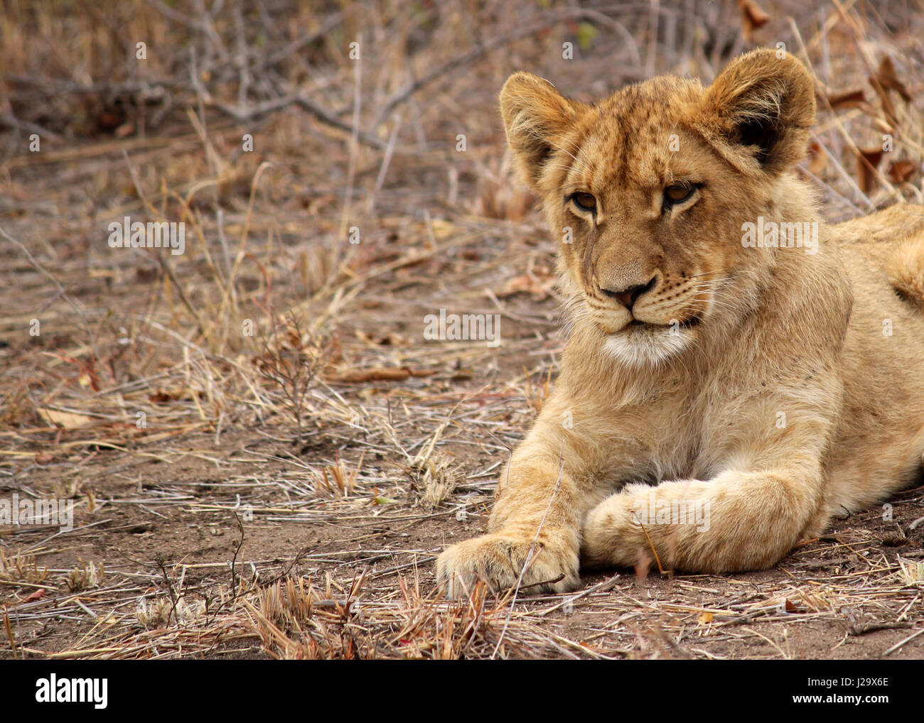 Impresionante cachorro de león salvajes descansando en el monte Foto de stock