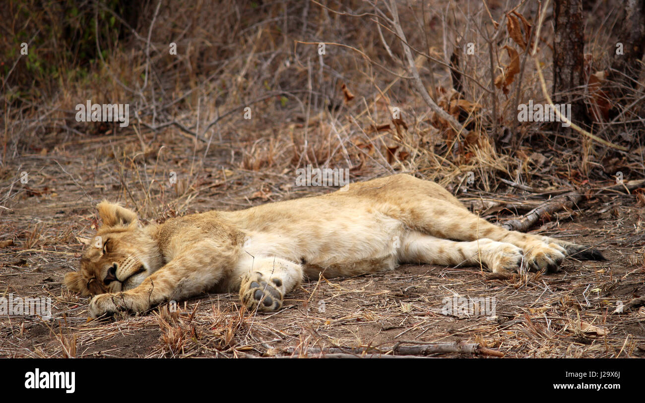 Impresionante cachorro de león salvajes descansando en el monte Foto de stock