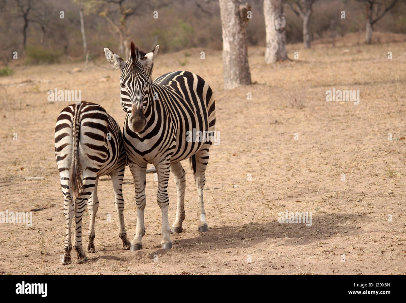 Llanuras Zebra en la naturaleza Foto de stock