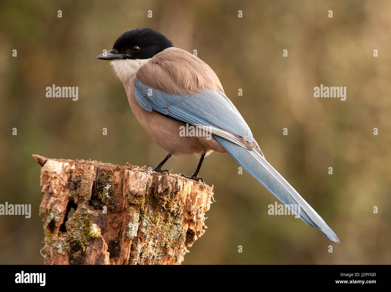 Cyanopica cyanus Foto de stock