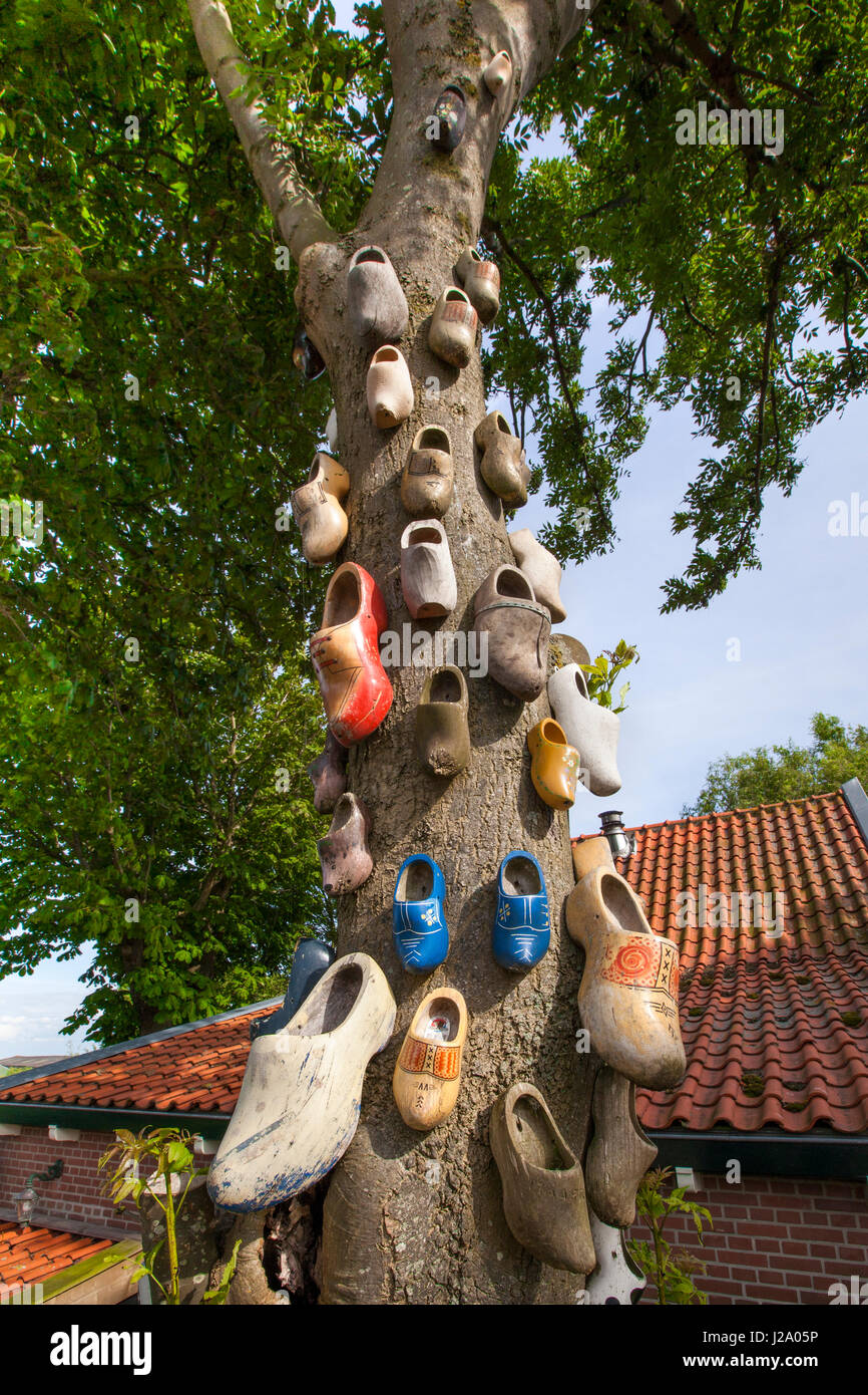 Zapatos de madera en un árbol de ceniza en una casa de campo en el Westland imaginando una larga memoria. Foto de stock