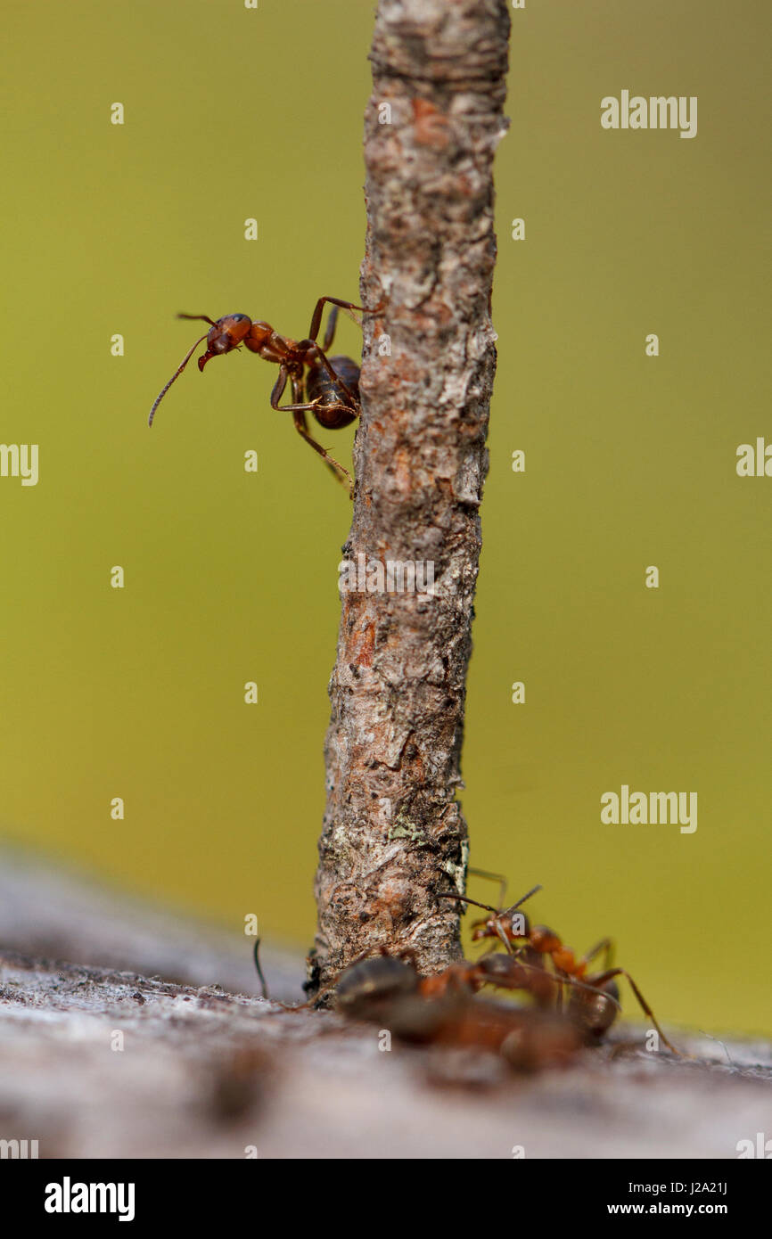 Hormiga de madera roja en rama Foto de stock