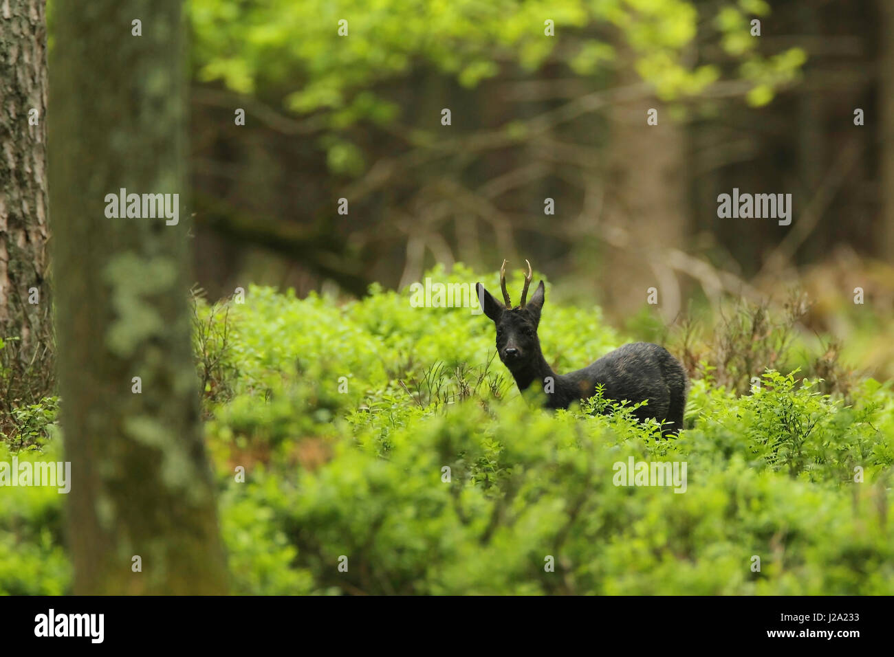 Rareza: Negro Corzo ciervo en el bosque. Foto de stock