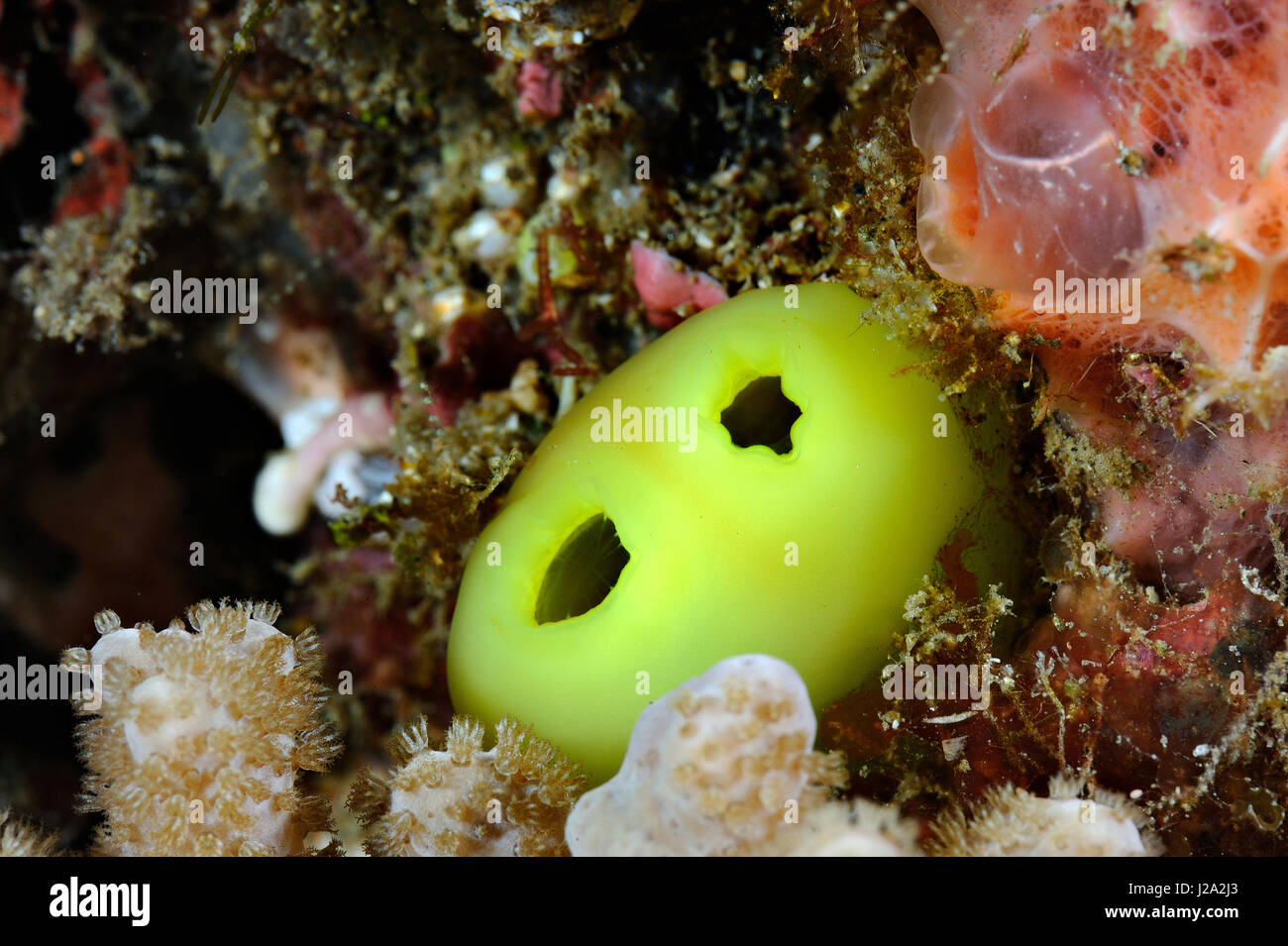 Ascidias puede encontrarse en un arrecife tropical en todo tipo de colores Foto de stock