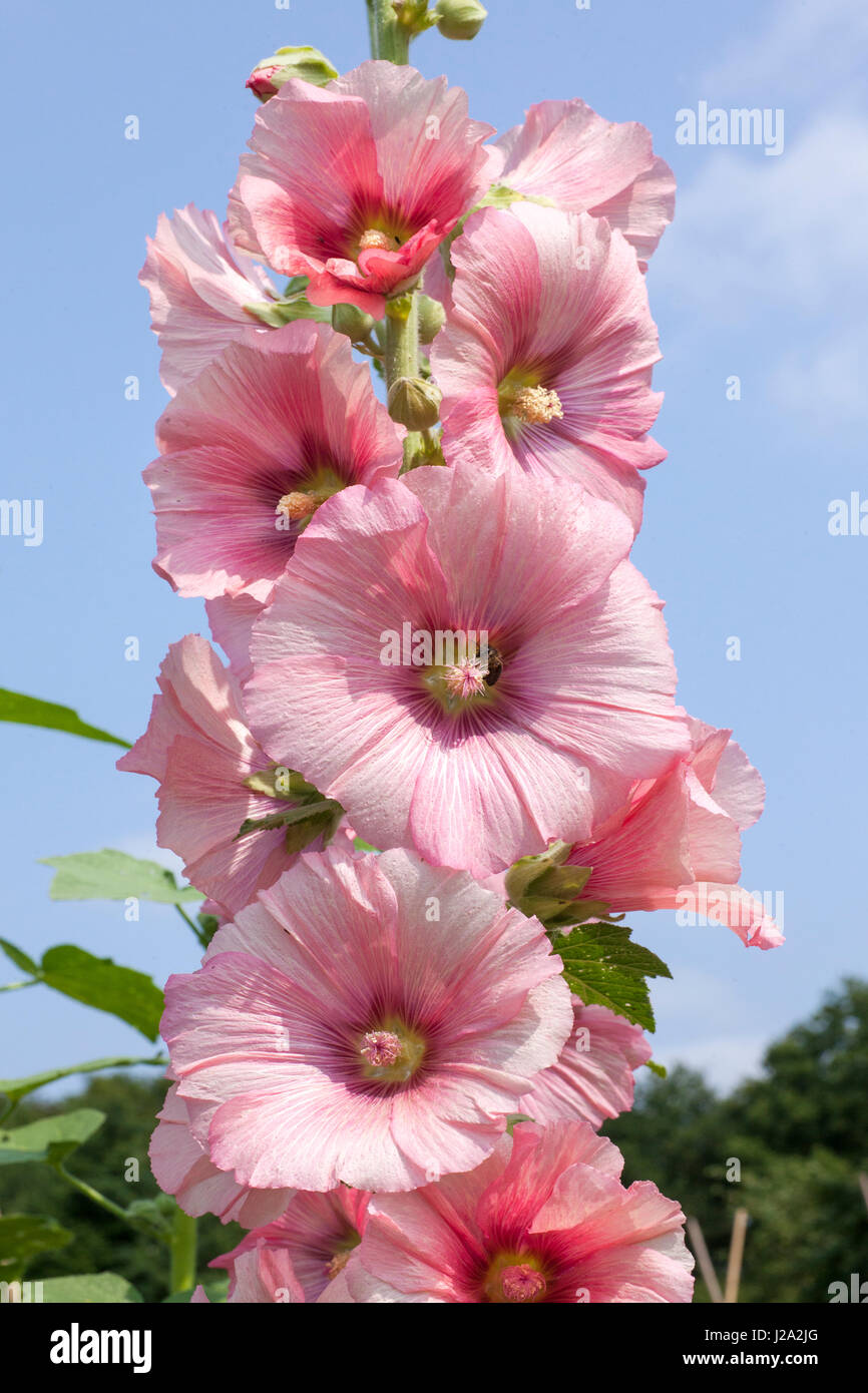 Malva rosa común fotografías e imágenes de alta resolución - Alamy