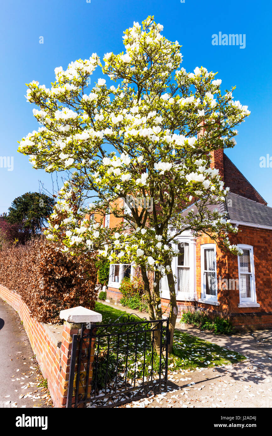 Magnolia grandiflora magnolias fotografías e imágenes de alta resolución -  Alamy