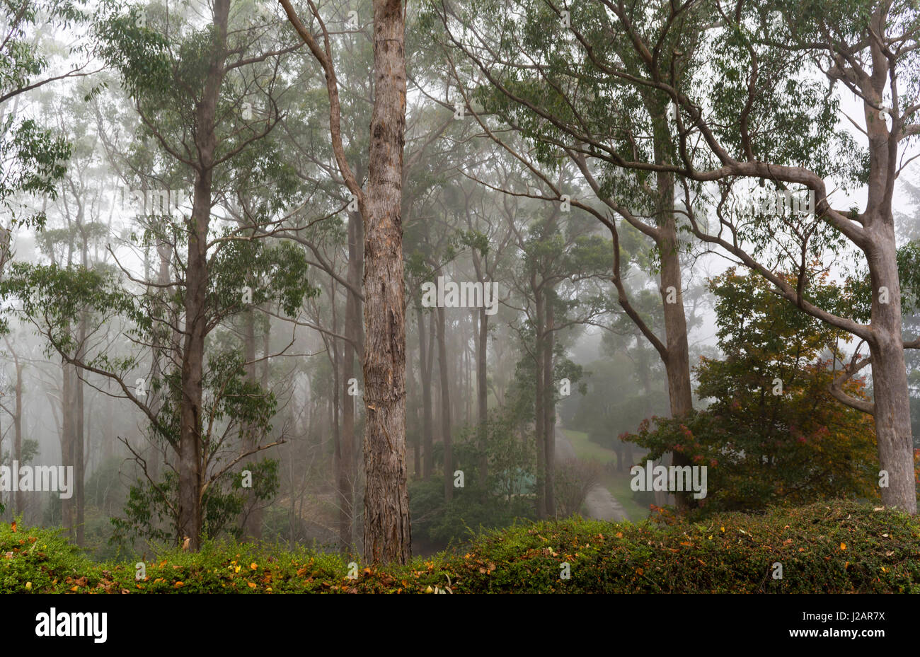 Jardín Botánico Mount Lofty, rodeando la goma de mascar árboles nativos con niebla. Situado en las colinas de Adelaida, Crafers, Australia del Sur. Foto de stock
