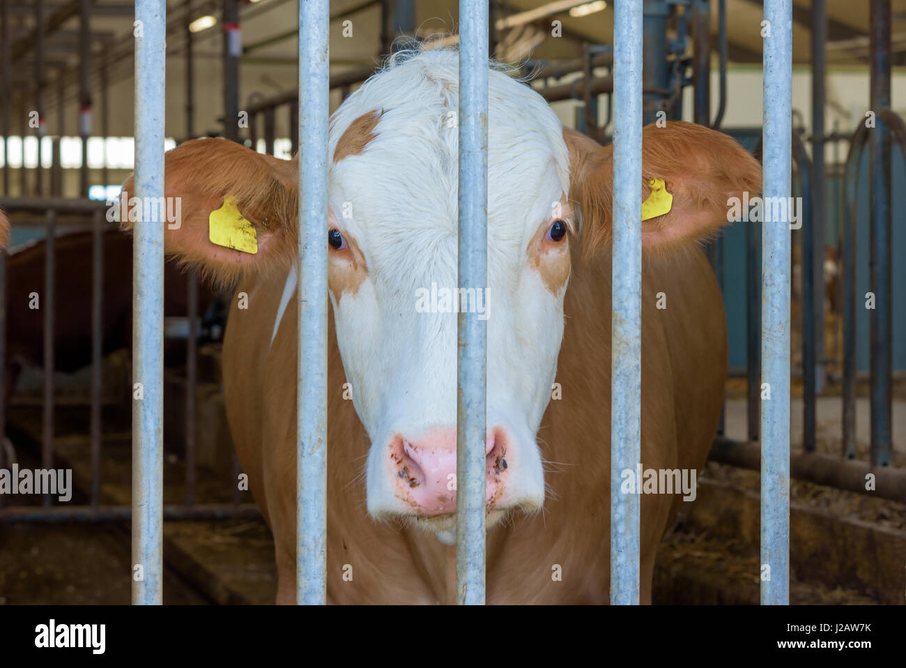 En el interior de la vaca lechera granero detrás de las rejas hacia usted. Foto de stock