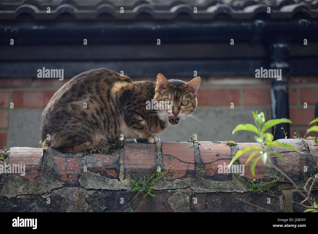 Gato atigrado en la pared del jardín, concentrándose en la maleza para comer Foto de stock