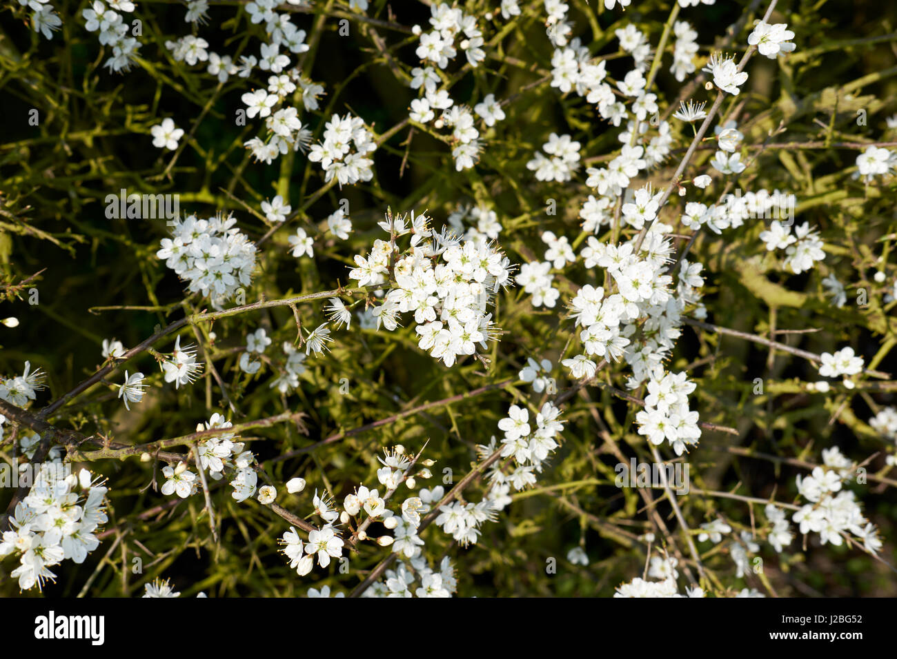 Endrino (Prunus spinosa) en plena primavera flor blanca, Bedfordshire, Reino Unido. Foto de stock