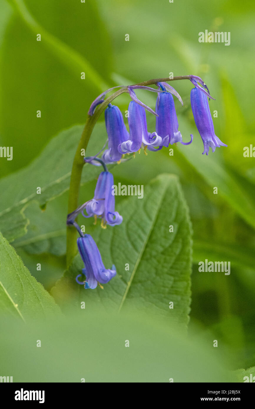 Planta silvestre nativa fotografías e imágenes de alta resolución - Alamy Planta silvestre nativa fotografías e imágenes de alta resolución - Alamy