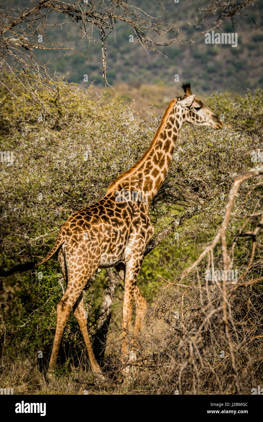  frica Kenia Chyulu Hills Antiguo Ar Mbirikani Donyo Lodge de Gran 