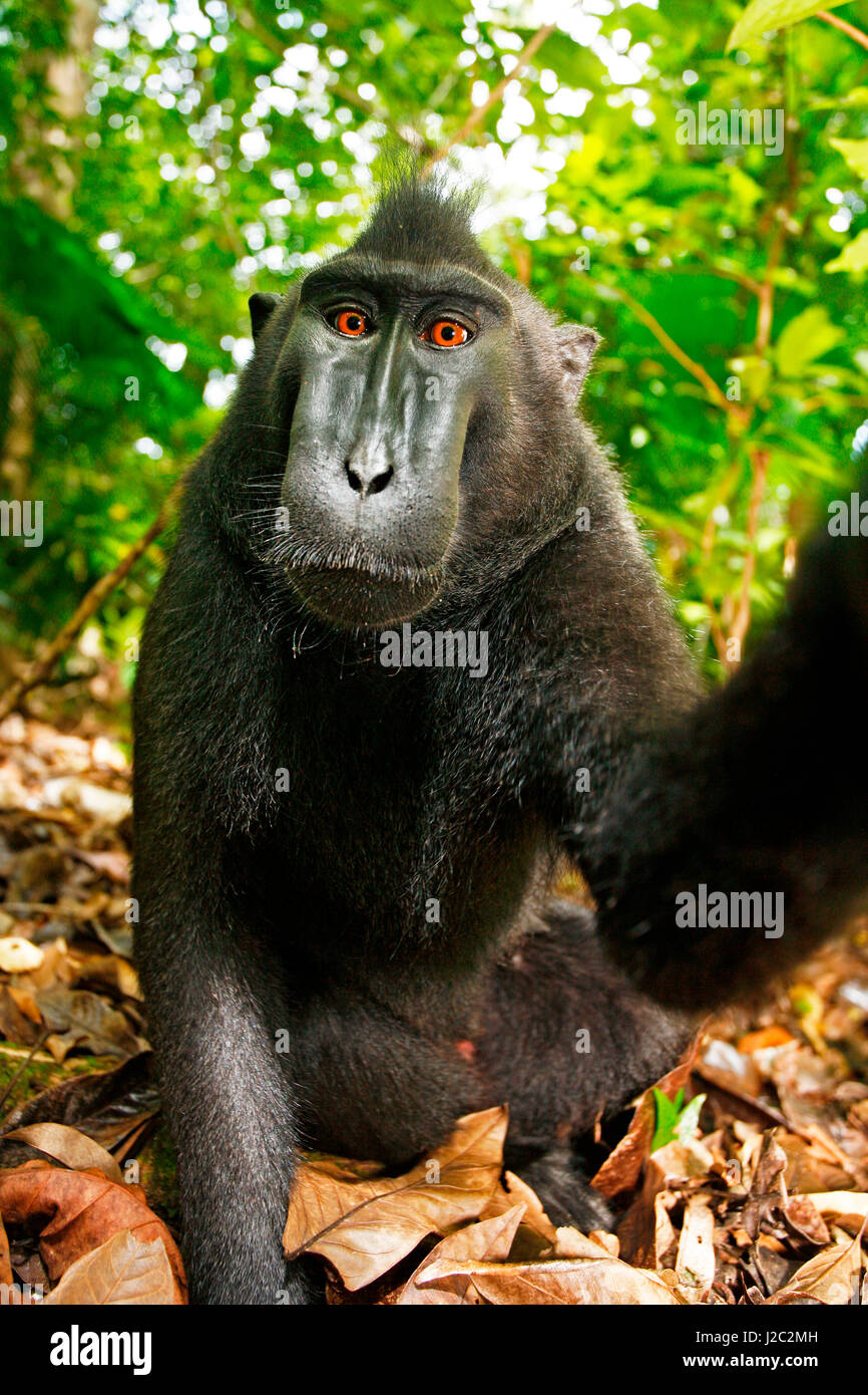 Asia, Indonesia, Sulawesi. El macaco negro crestado macho adulto retrato. Monkey selfie porque el mono pulsado un cable disparador ofreció el mono después de que la cámara está montada sobre un trípode por el fotógrafo David Slater. Foto de stock