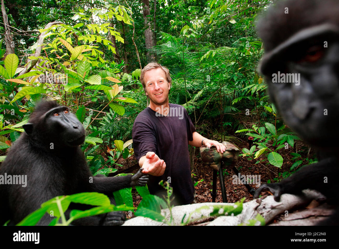 Asia, Indonesia, Sulawesi. El macaco negro crestado adulto tocando el fotógrafo David Slater, en la selva. Foto de stock