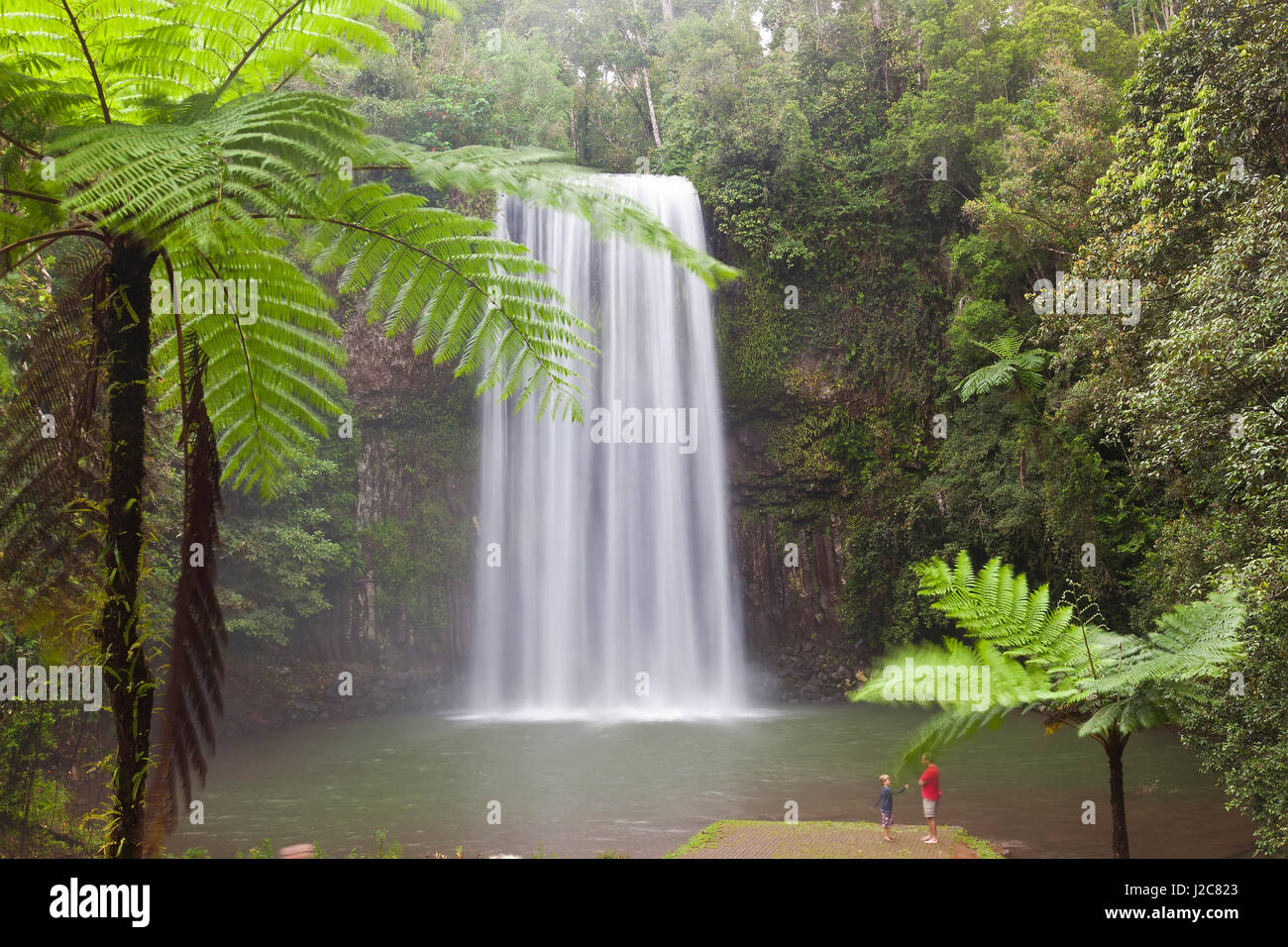 Milla Milla Falls, Atherton Highlands cerca de Cairns, Queensland, Australia Foto de stock