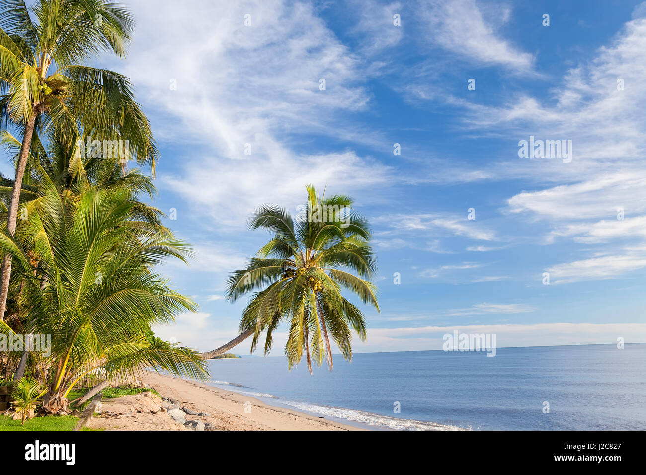 Palmera colgantes, Holloways Beach, cerca de Cairns, Queensland, Australia Foto de stock