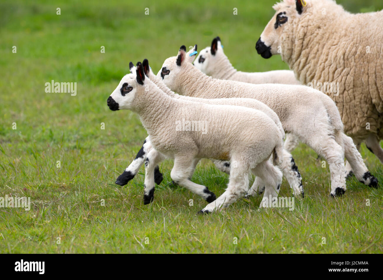 Kerry Hill rebaño de ovejas y corderos por oveja Foto de stock
