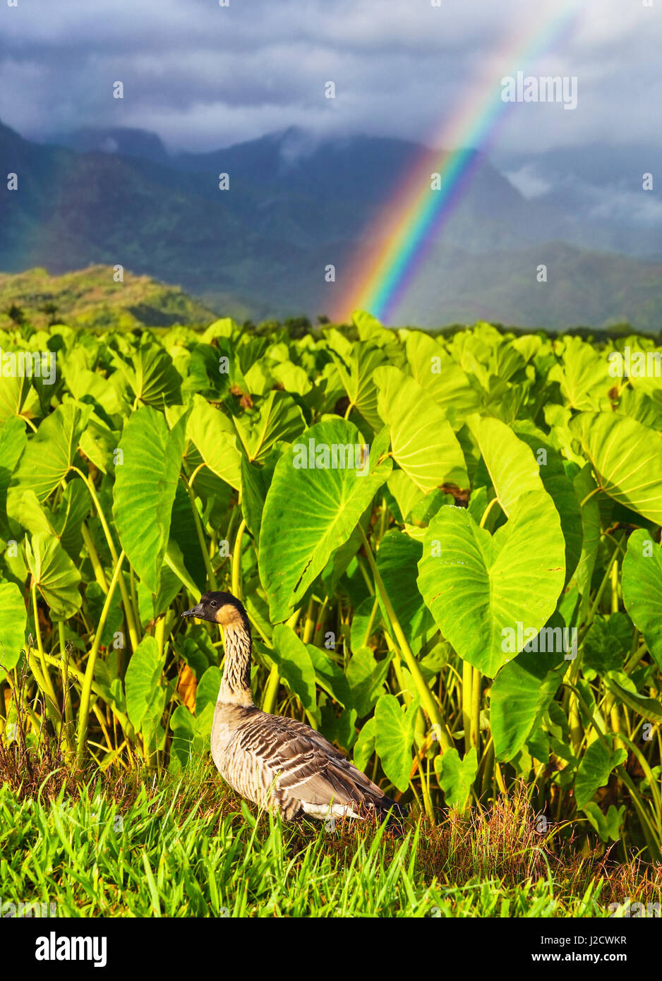 Nene, una especie en peligro de extinción, por taro en el Refugio Nacional de Vida Silvestre de Hanalei en Kauai, con arco iris en la distancia Foto de stock