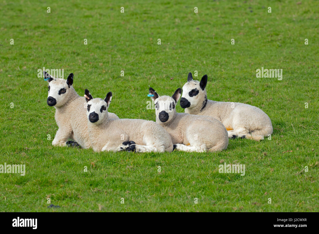 Kerry Hill ovejas un rebaño de corderos de primavera Foto de stock