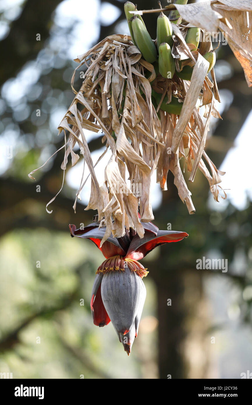 Flores de plátanos colgando de un árbol de plátano. Foto de stock