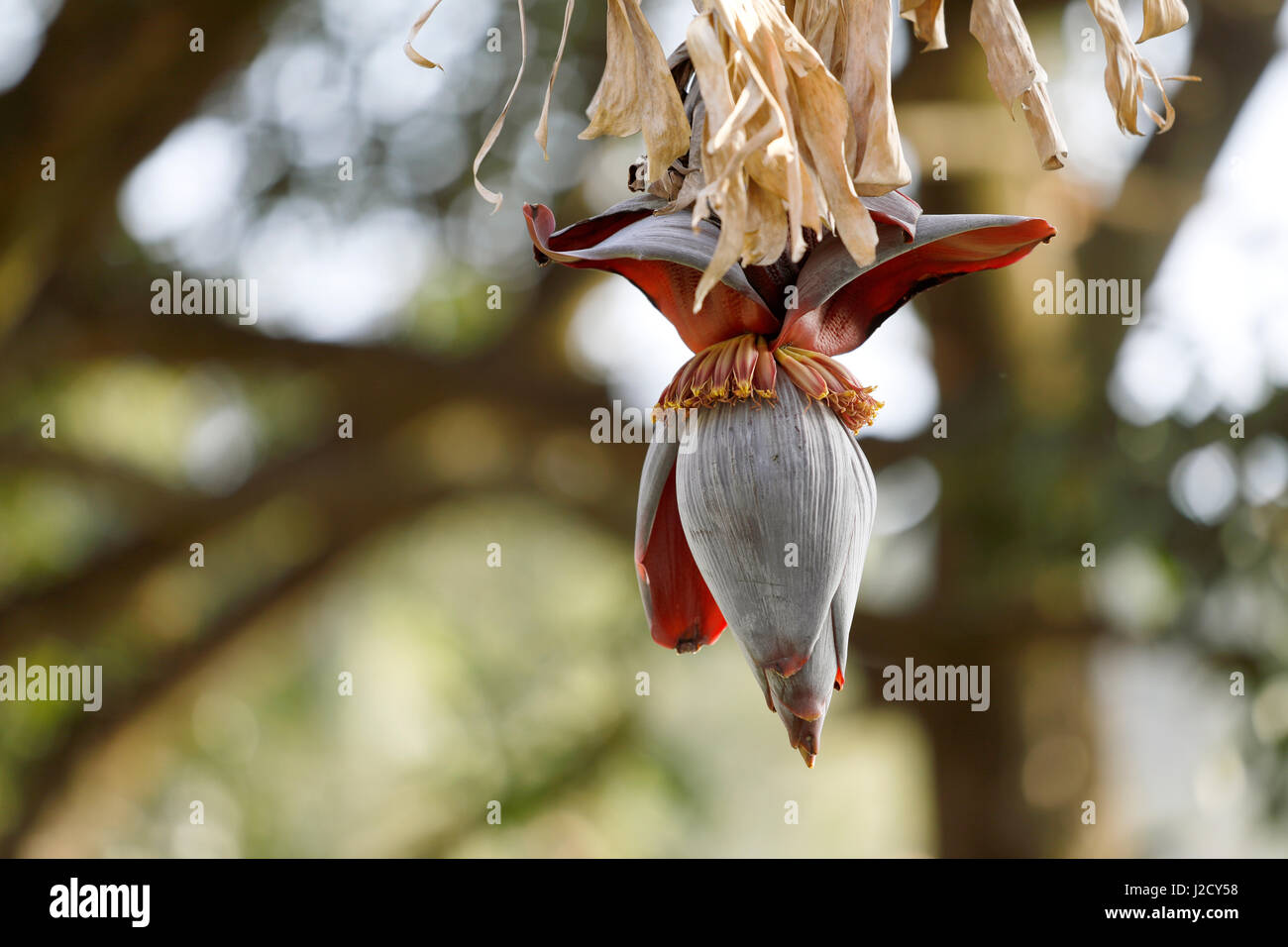 Flores de plátanos colgando de un árbol de plátano. Foto de stock