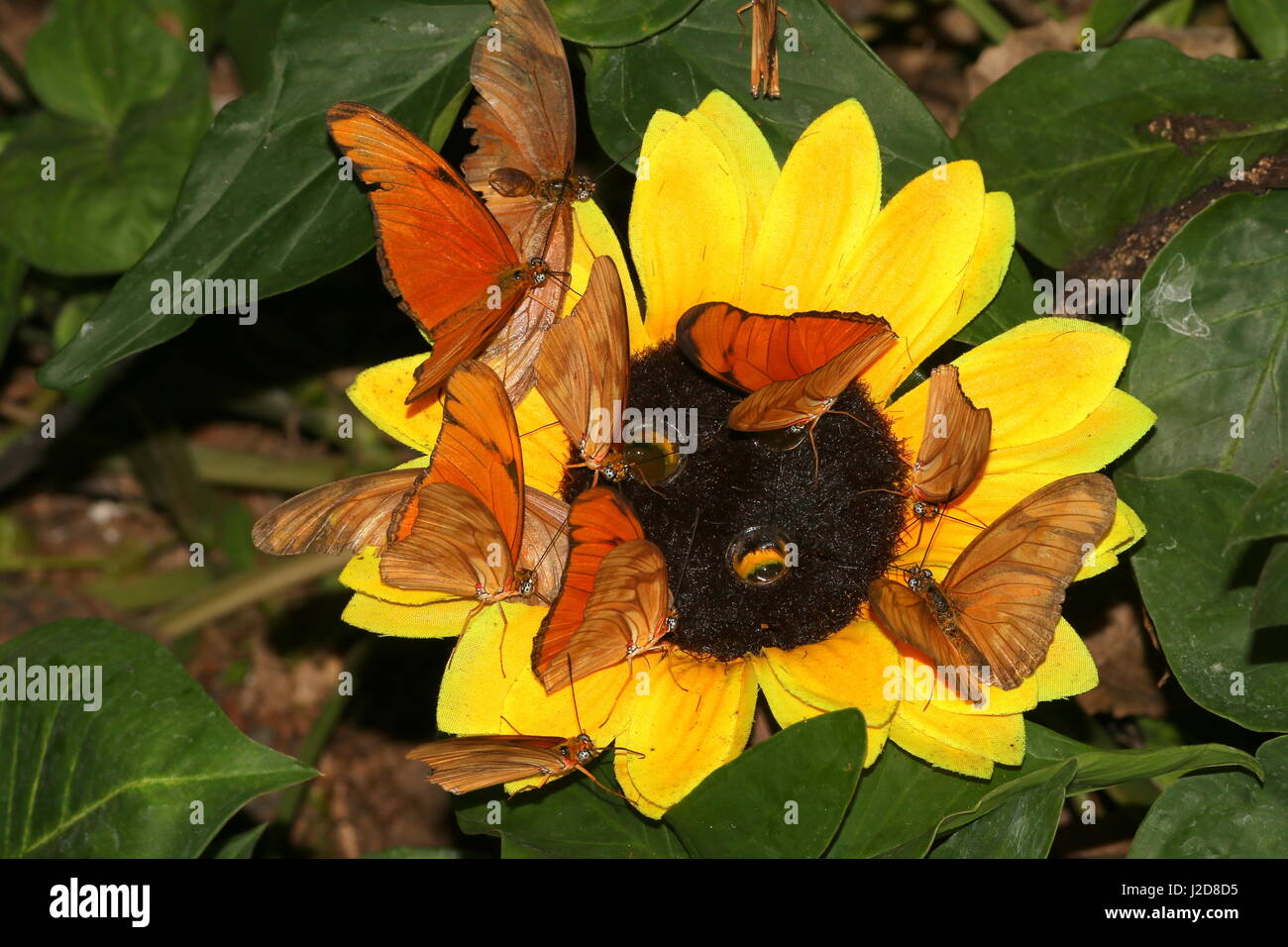 Lotes de naranja Julia Julia Heliconian Longwings o mariposas (Dryas iulia) alimentándose de una flor artificial en un zoológico de mariposa Foto de stock