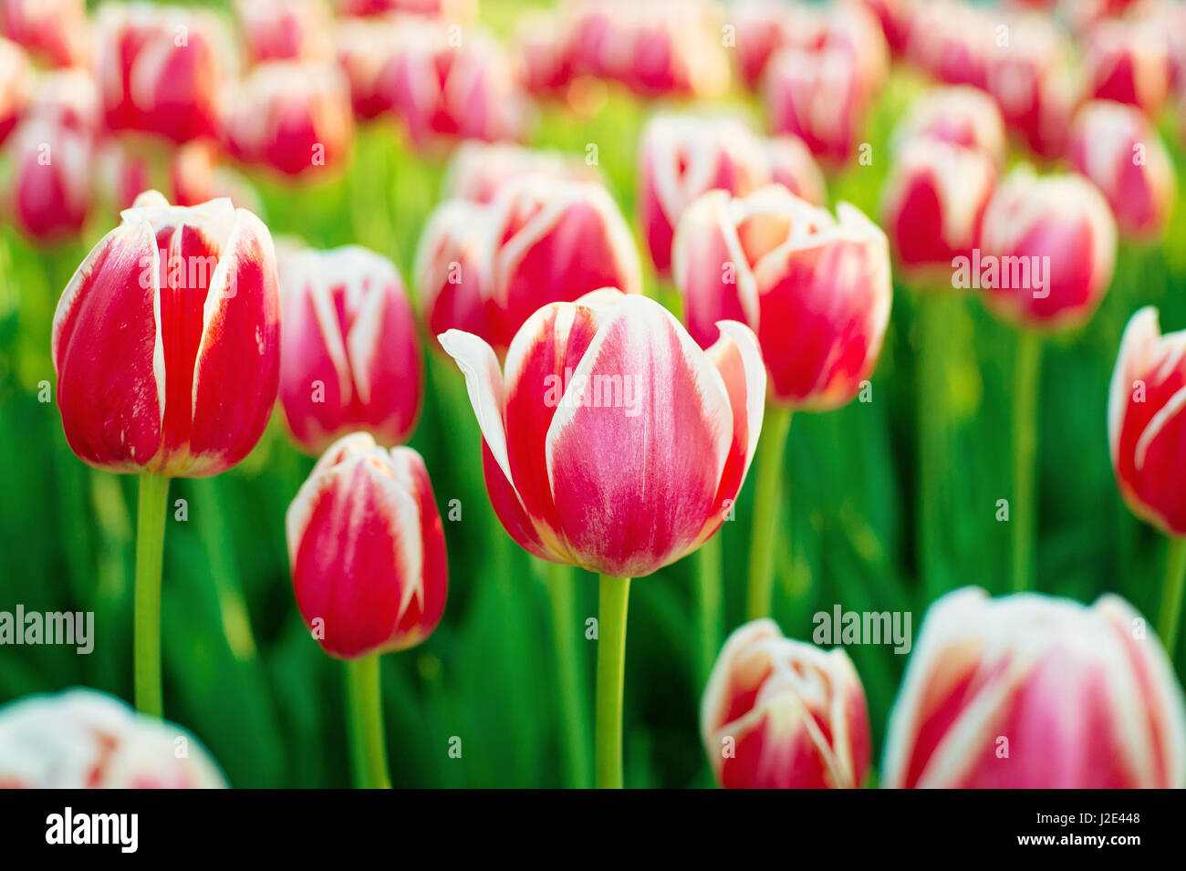Tulipanes de primavera. Fondo de primavera con bonitos tulipanes de campo Foto de stock