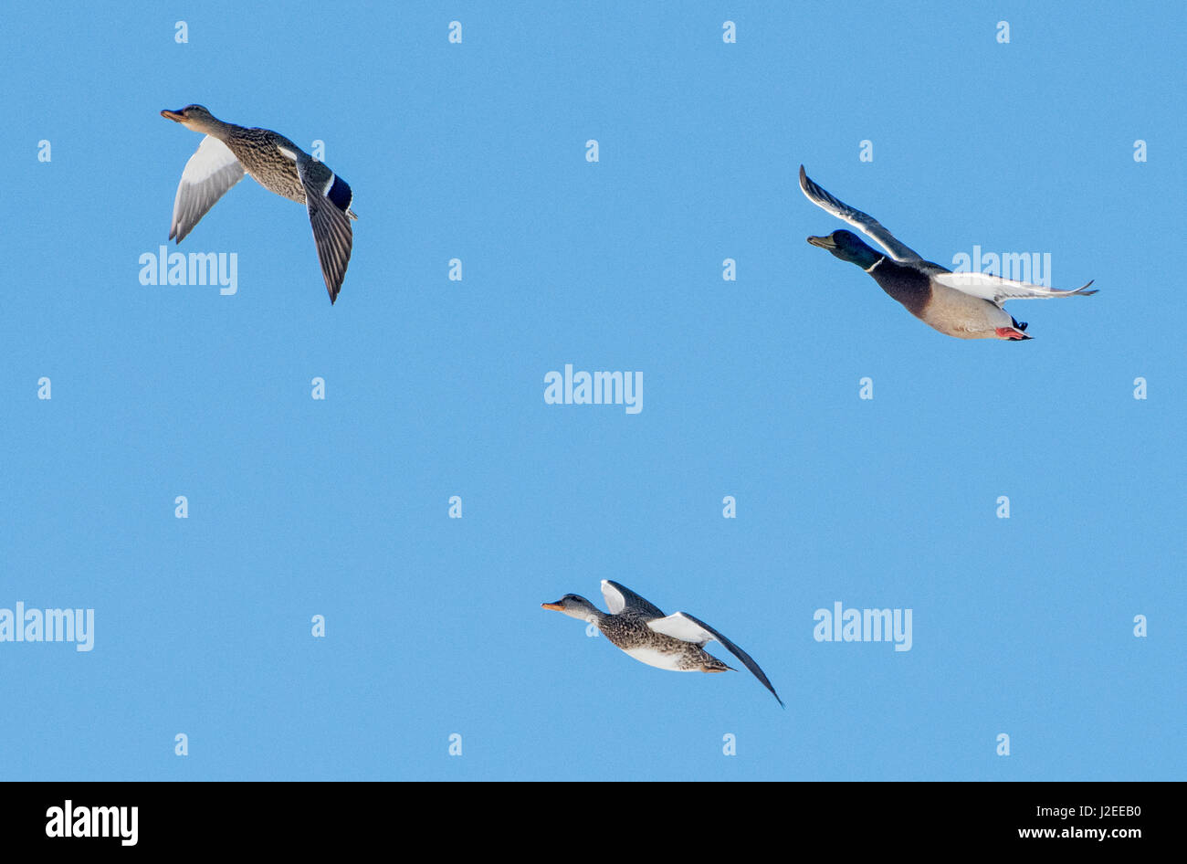 La vida silvestre; aves; las aves acuáticas; los patos silvestres; Alaska Foto de stock