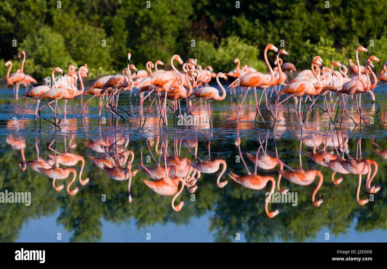 Caribe flamingo parado en agua con reflejos. Cuba. Una excelente ilustración. Foto de stock